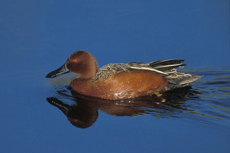 Cinnamon Teal (Anas cyanoptera) photo image