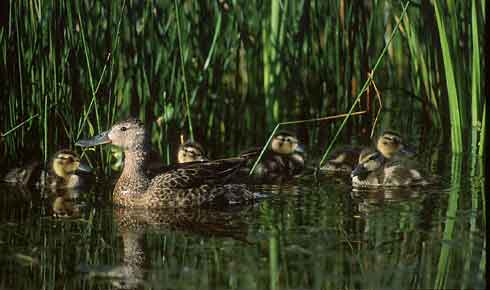 Cinnamon Teal (Anas cyanoptera) photo image