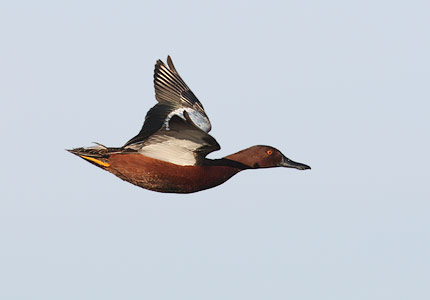 Cinnamon Teal (Anas cyanoptera) photo image
