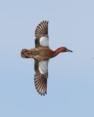 Cinnamon Teal (Anas cyanoptera) photo image