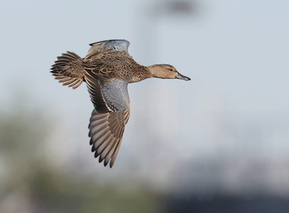 Cinnamon Teal (Anas cyanoptera) photo image