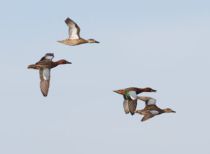 Cinnamon Teal (Anas cyanoptera) photo image