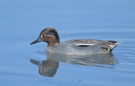 Eurasian (Common) Teal (Anas [crecca] crecca) photo image