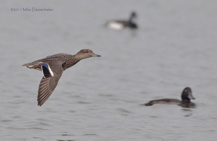 Eurasian (Common) Teal (Anas [crecca] crecca) photo image
