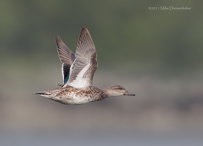 Eurasian (Common) Teal (Anas [crecca] crecca) photo image