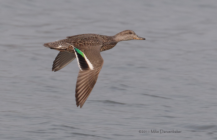 Eurasian (Common) Teal (Anas [crecca] crecca) photo image