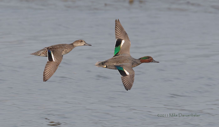 Eurasian (Common) Teal (Anas [crecca] crecca) photo image