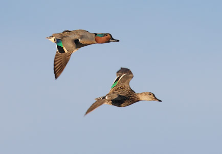 Green-winged Teal (Anas [crecca] carolinensis) photo image