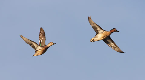 Green-winged Teal (Anas [crecca] carolinensis) photo image