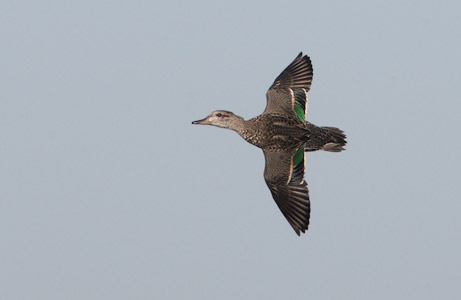 Green-winged Teal (Anas [crecca] carolinensis) photo image