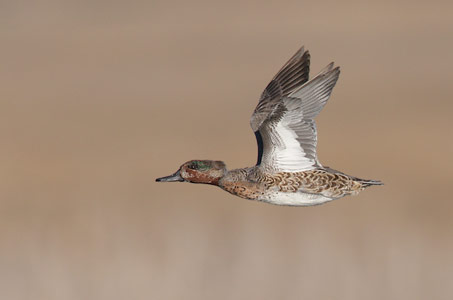 Green-winged Teal (Anas [crecca] carolinensis) photo image