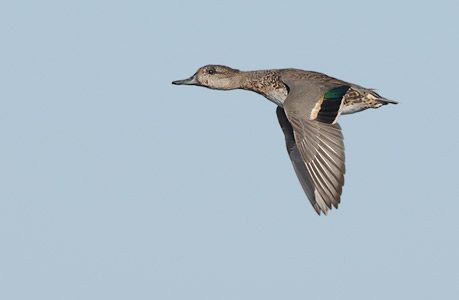 Green-winged Teal (Anas [crecca] carolinensis) photo image