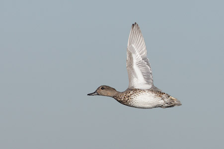 Green-winged Teal (Anas [crecca] carolinensis) photo image