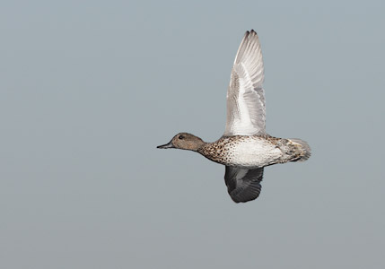 Green-winged Teal (Anas [crecca] carolinensis) photo image