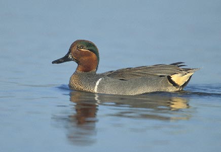 Green-winged Teal (Anas [crecca] carolinensis) photo image