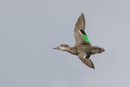 Green-winged Teal (Anas crecca) photo
