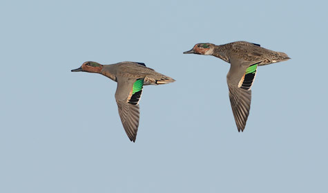 Green-winged Teal (Anas [crecca] carolinensis) photo image