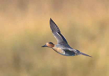 Green-winged Teal (Anas [crecca] carolinensis) photo image