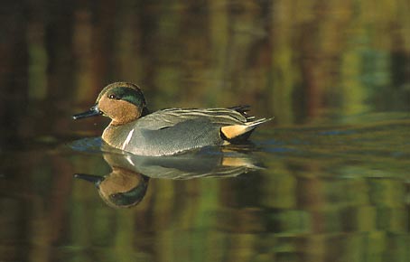 Green-winged Teal (Anas [crecca] carolinensis) photo image