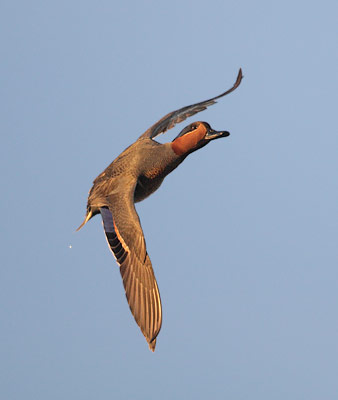 Green-winged Teal (Anas [crecca] carolinensis) photo image