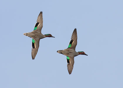Green-winged Teal (Anas [crecca] carolinensis) photo image