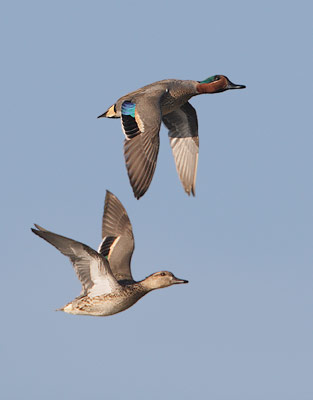Green-winged Teal (Anas [crecca] carolinensis) photo image