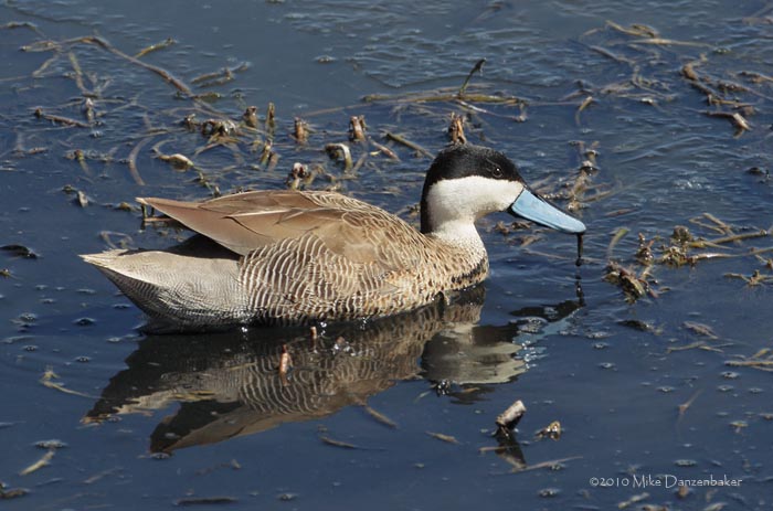 Puna Teal (Anas puna) photo