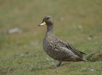 Yellow-billed Teal (Anas flavirostris) photo image