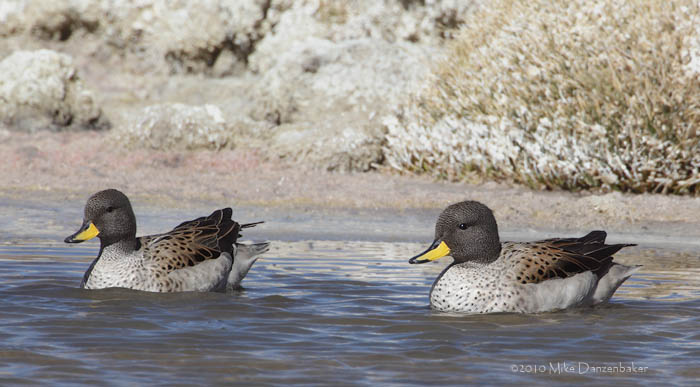 Yellow-billed Teal (Anas flavirostris) photo image