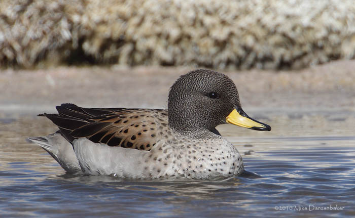 Yellow-billed Teal (Anas flavirostris) photo image
