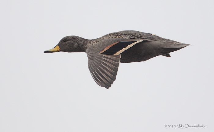 Yellow-billed Teal (Anas flavirostris) photo image