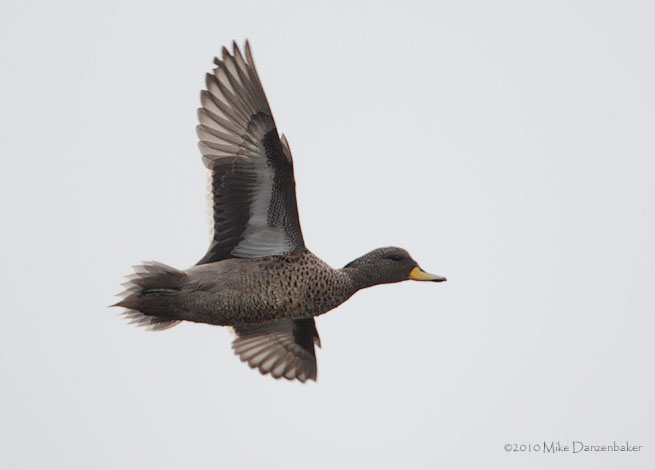 Yellow-billed Teal (Anas flavirostris) photo image