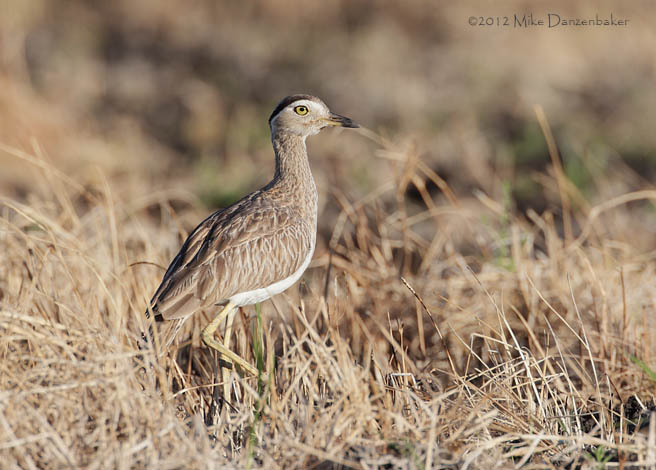 Double-striped Thick-knee (Burhinus bistriatus) photo image