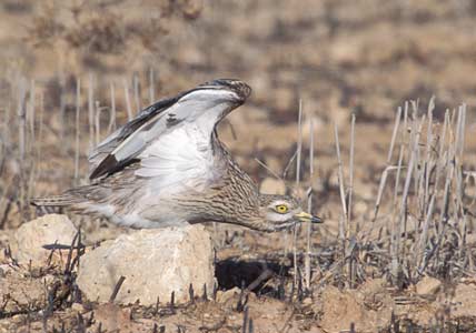 Eurasian Stone-curlew (Burhinus oedicnemus) photo image