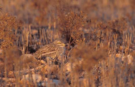 Eurasian Stone-curlew (Burhinus oedicnemus) photo image