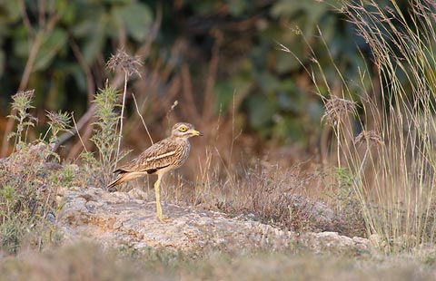 European Stone-Curlew (Burhinus oedicnemus) photo