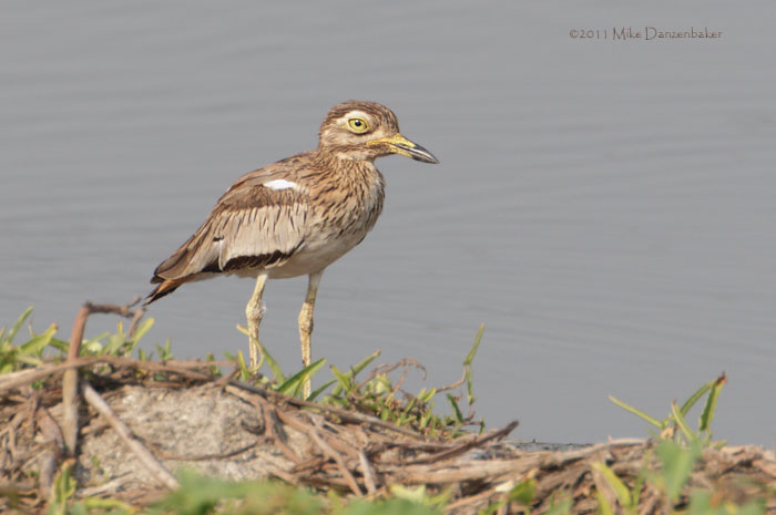 Senegal Thick-knee (Burhinus senegalensis) photo