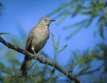Bendire's Thrasher (Toxostoma bendirei) photo image