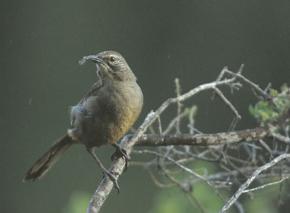 California Thrasher (Toxostoma redivivum) photo image