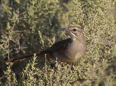 California Thrasher (Toxostoma redivivum) photo image