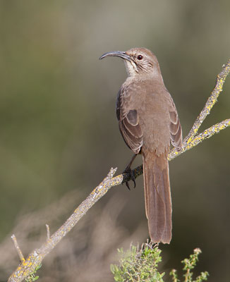 California Thrasher (Toxostoma redivivum) photo image