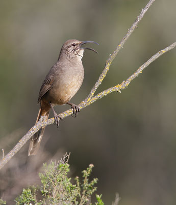California Thrasher (Toxostoma redivivum) photo image