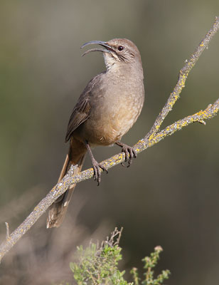 California Thrasher (Toxostoma redivivum) photo image