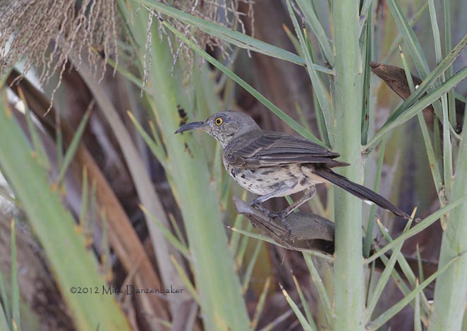 Gray Thrasher (Toxostoma cinereum) photo
