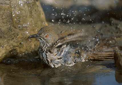 Long-billed Thrasher (Toxostoma longirostre) photo image