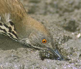 Long-billed Thrasher (Toxostoma longirostre) photo image