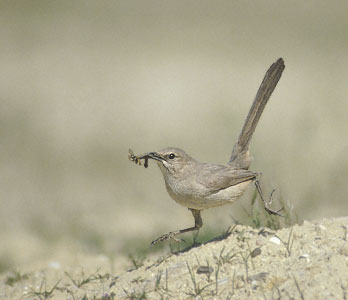 Le Conte's Thrasher (Toxostoma lecontei) photo image