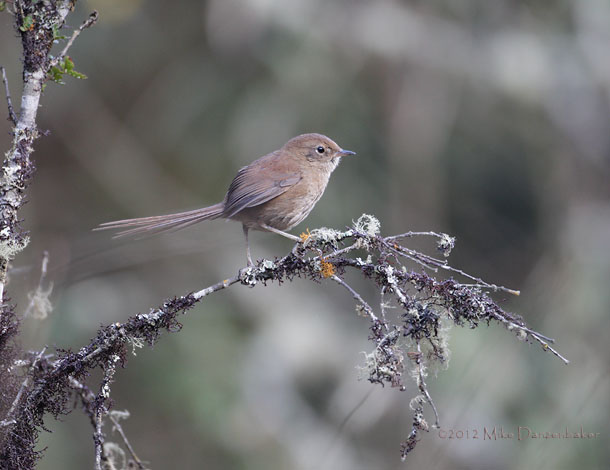 Mouse-colored Thistletail (Asthenes griseomurina) photo