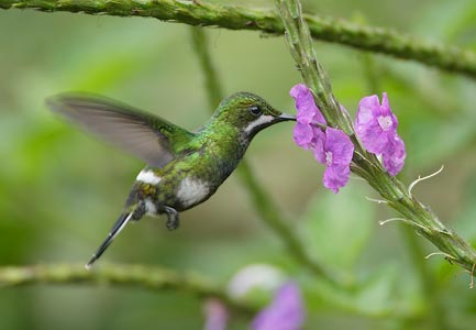 Green Thorntail (Discosura conversii) photo image