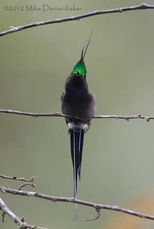 Wire-crested Thorntail (Discosura popelairii) photo